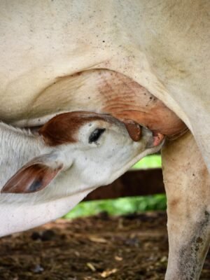 Close up of Cow Feeding Calf