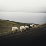 white sheep falling in line near body of water