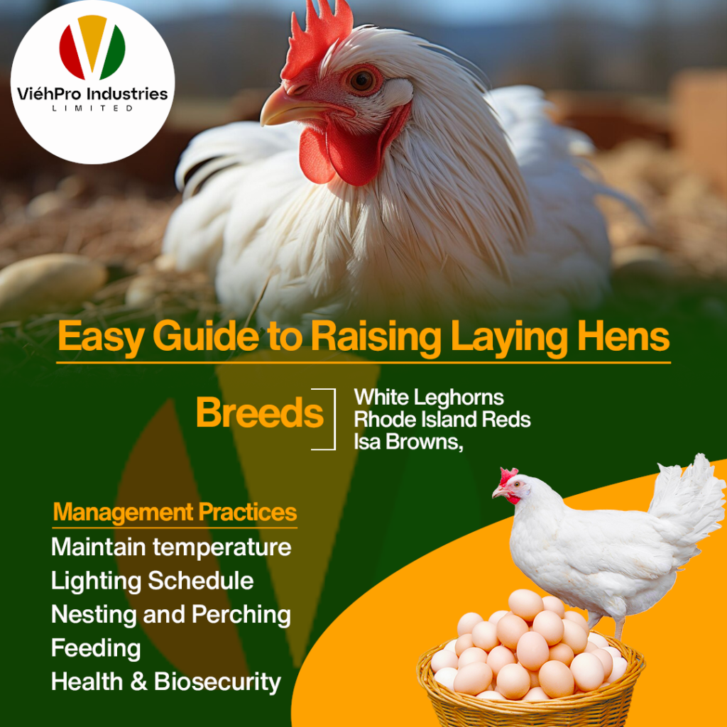 A Comprehensive Guide to Layers Production