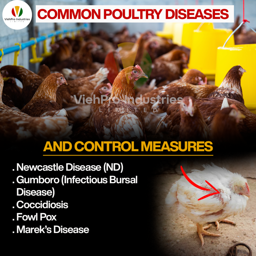 Common Poultry Diseases and Control Measures