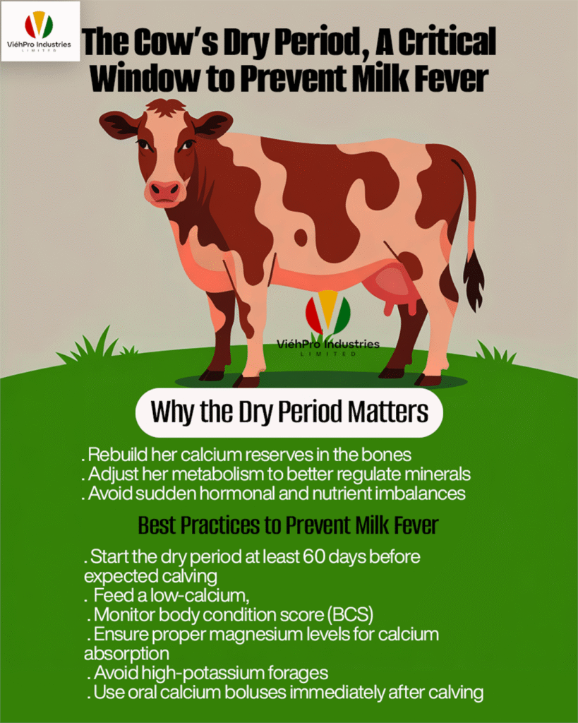 The Cow’s Dry Period: A Critical Window to Prevent Milk Fever