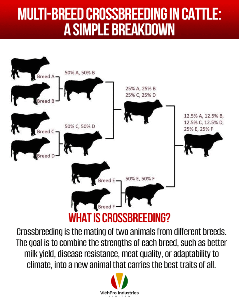 Understanding Multi-Breed Crossbreeding in Cattle: A Simple Breakdown