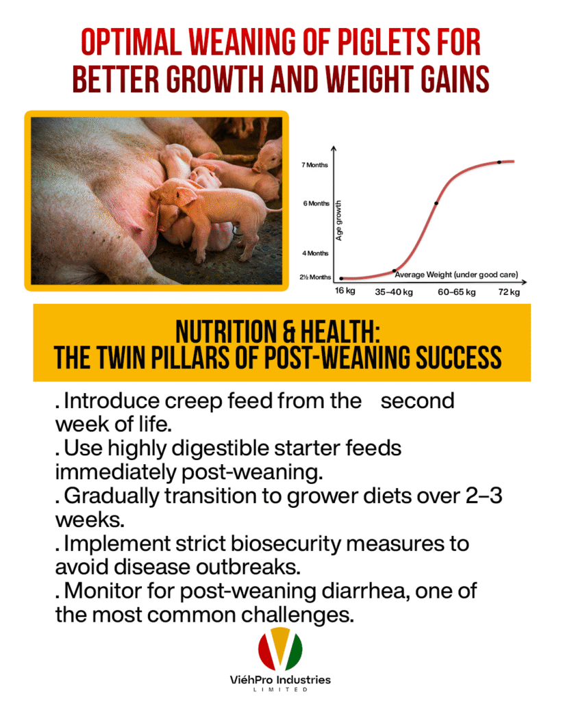 The Ideal Weaning Age for Piglets: Why 2½ Months Matters
