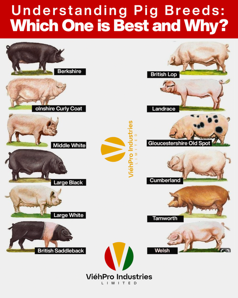 Understanding Pig Breeds: Which One is Best and Why?