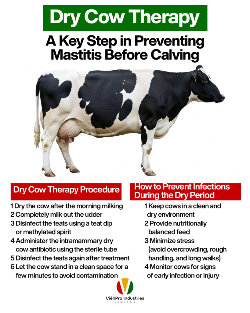 Dry Cow Therapy: A Key Step in Preventing Mastitis Before Calving