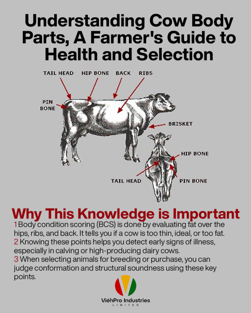 Understanding Cow Body Parts: A Farmer’s Guide to Health and Selection