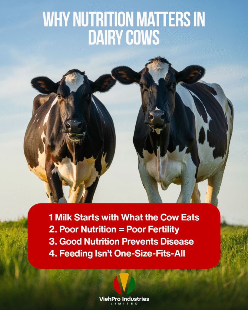 Why Nutrition Matters in Dairy Cows: The Hidden Key to Milk and Herd Health