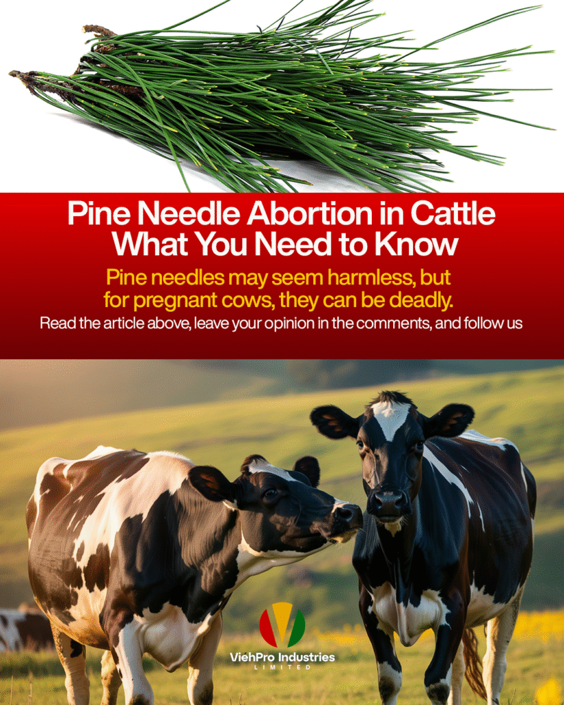Can Pine Needles Cause Abortion in Pregnant Cows? Explained
