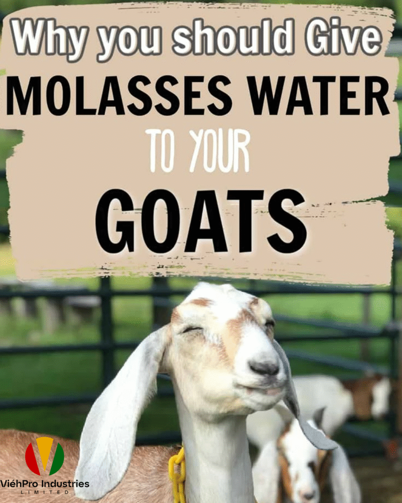 Why You Should Give Molasses Water to Your Goats