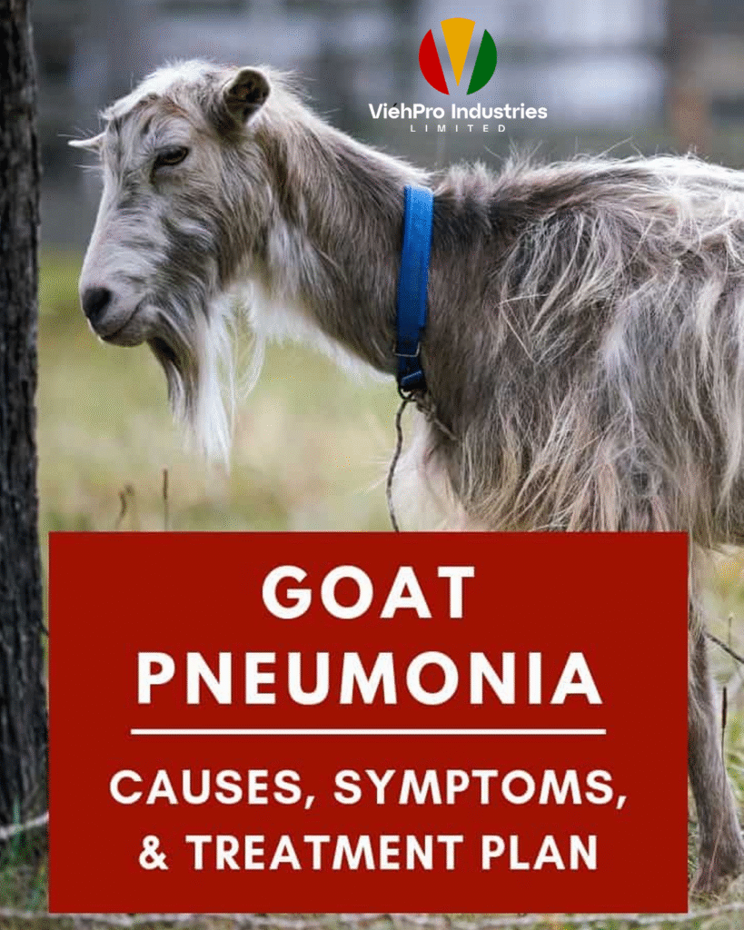 Goat Pneumonia: Causes, Symptoms & What to Do
